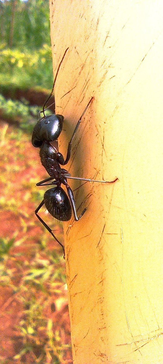 SimohKablack's tweet image. Bumped into this huge ant during a shoot in Kisumu.  Google Lens claims it's Camponotus pennsylvanicus one of the largest ants.

Shot on Redmi Note 10 Macro Lens 
@RedmiIndia @NatGeo @NatGeoPhotos @NatGeoTravel @natgeowild 

Chelsea Brighton Potter #BHACHe Sterling