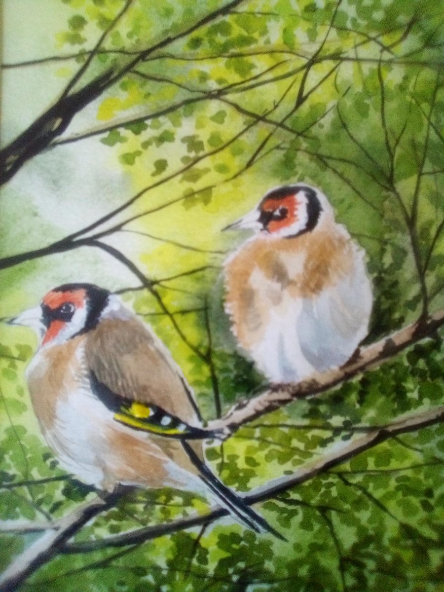artwork500's tweet photo. Louise Saffiotti
‘Goldfinches in the Trees’
Watercolour
12.5” x 15.5”
Framed
https://t.co/Yq4q3Js1jn
PM For Further Enquiries
Free Postage Throughout the UK
Buy Now Pay Later Options Available
#carduelis #goldfinchesofinstagram #canari #goldfinchteam #birding #finches https://t.co/XE4hV87AUo