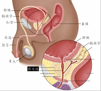 怎么按摩前列腺/按摩技巧/按摩手法？ 答：没有技巧，不需要手法，只要舒服有快感，想怎么刺激就怎么刺激，但前提有个非常重要的事项：必须很放松前列腺，不是叫你放松身体，找到你尿尿时打开前列腺尿从前列腺出来的那个感觉，那个状态就是放松前列腺的收紧状态，和你撸管时鸡鸡的松弛放松状态同理