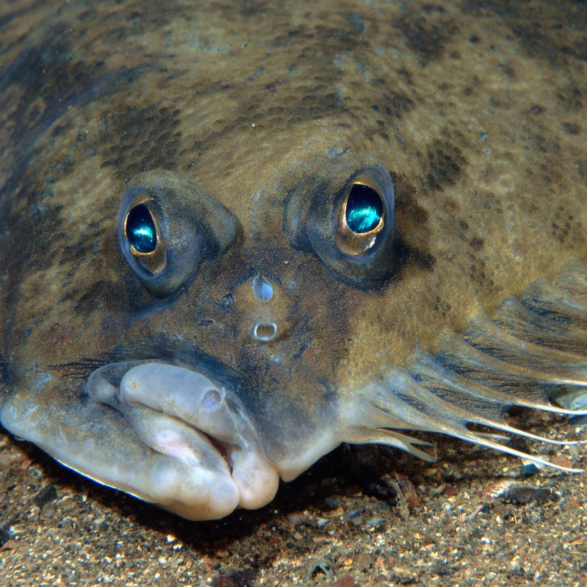 Anoplogaster_'s tweet photo. The order Pleuronectiformes is full of #FreakyFish.
The order consists of Flatfishes, fishes that lay on benthic substrate on one of their lateral sides.
The larvae actually have one eye on each side and as they become adults, one eye will migrate to one side! https://t.co/PNZ2Iqhthe