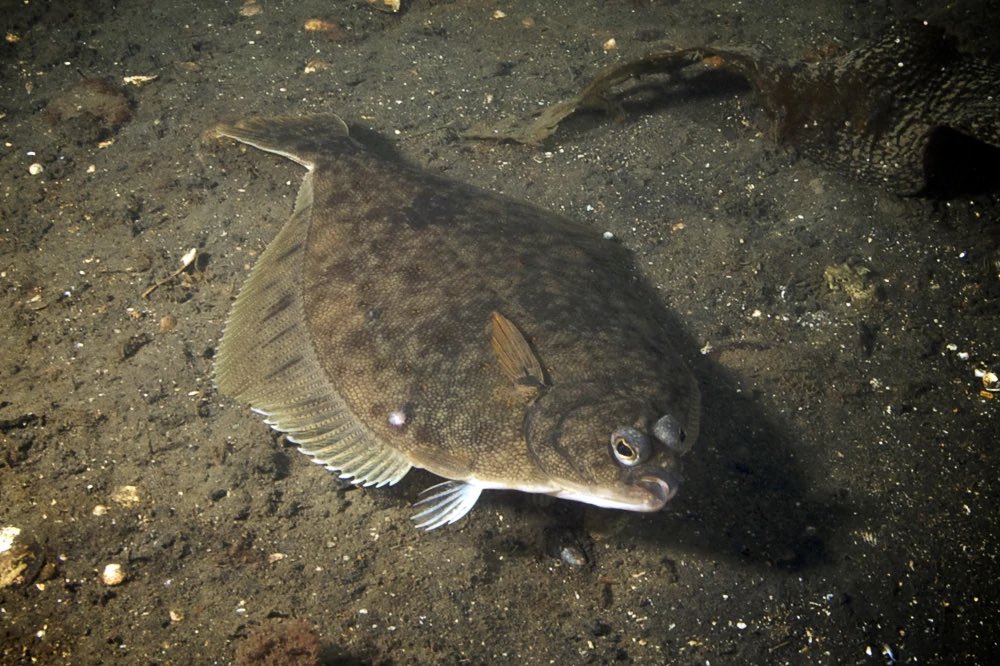 Anoplogaster_'s tweet photo. The order Pleuronectiformes is full of #FreakyFish.
The order consists of Flatfishes, fishes that lay on benthic substrate on one of their lateral sides.
The larvae actually have one eye on each side and as they become adults, one eye will migrate to one side! https://t.co/PNZ2Iqhthe