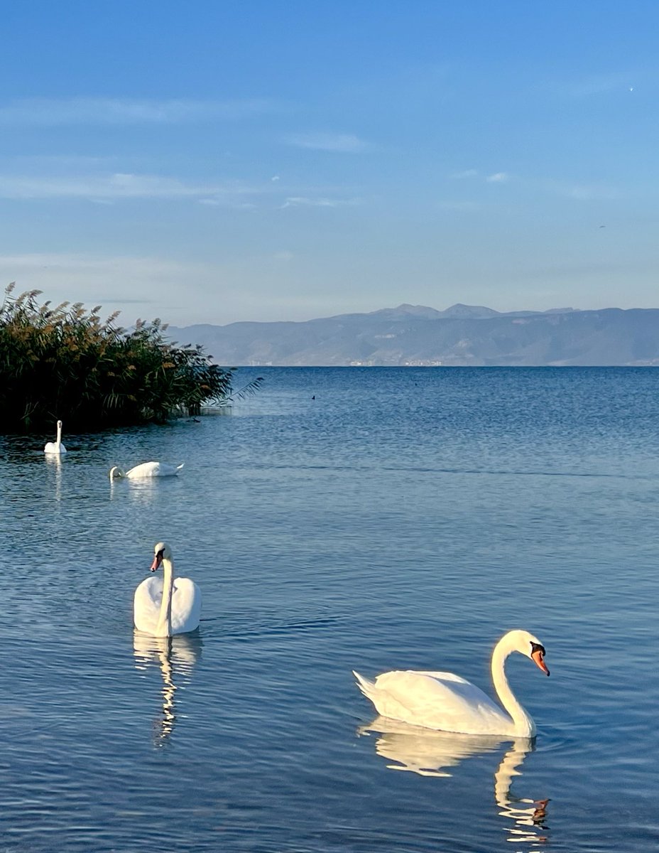 Bye Lake Ohrid 🇲🇰 (North) Macedonia. Didn’t want to leave you - a true paradise 🦢🦢🦢🦢💦 #Охрид #Македонија