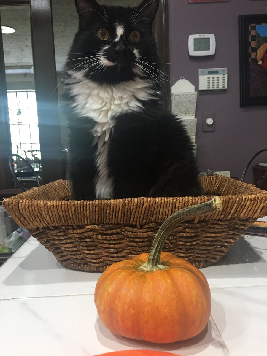 MillieMinet's tweet photo. It’s #NationalCatDay 🐈⬛🐾
and apropos of nothing….the 39th day of #Autumn 🍂🧡
Happy #SaturdayMood 🤎🎃 , Buchli🖤🤍
#favoritetimes #favoritethings #favoritefriends🐾 https://t.co/pwMPoz59Qy