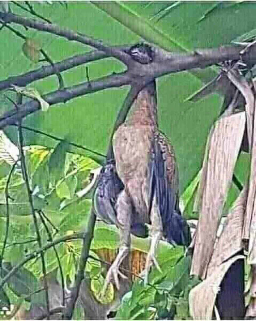 KeChepkirui's tweet photo. TPLF’s current state 👇🏿👇🏿👇🏿 https://t.co/vPI2MH0vqd