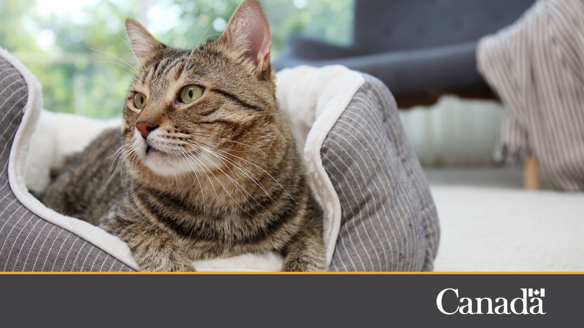 This #NationalCatDay #GetPrepared and make sure your furry friends are ready for an emergency. • Ensure they always wear an identification tag • Prepare a pet first-aid kit • Get a sturdy crate or carrier • Get a strong leash or harness Learn more: getprepared.gc.ca/cnt/plns/ptsnd…