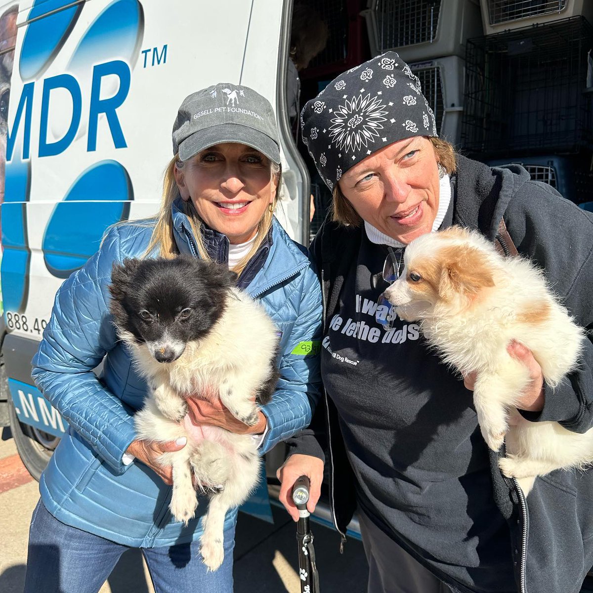 Check it out! These beautiful babies were loaded up today and moved to shelters in the Northeast. Thank you to Cathy Bissell and @BISSELLPets team, so proud and grateful!! #RescueDogs #DoingTheRightThing #AdoptDontShop For adoption info, go to nmdr.org 🐶