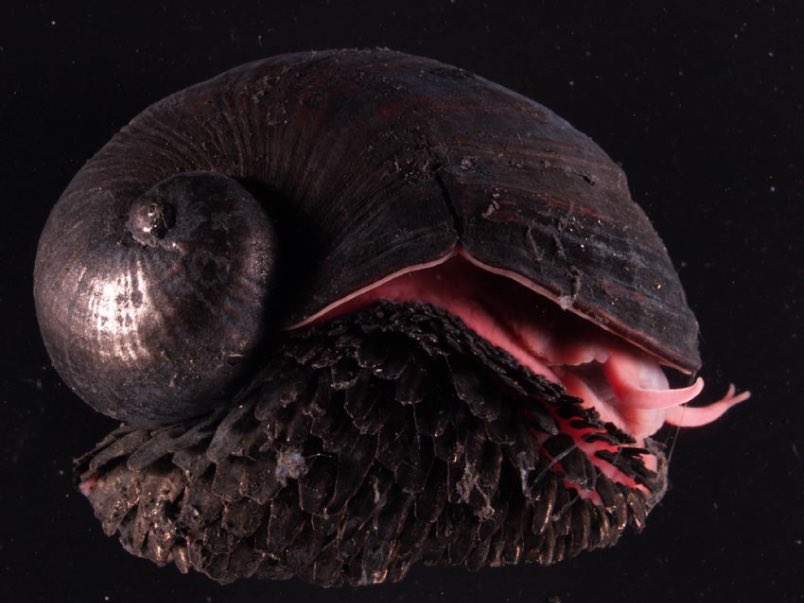 There is a metal snail that lives on underwater volcano vents in the Indian Ocean. 

Its shell and scaly feet both are armored with layers of iron, making it the only animal to incorporate iron sulfide into its skeleton.