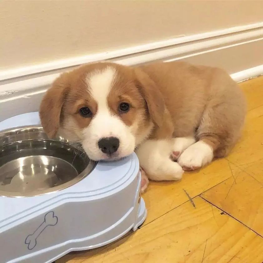 Good on a Diet!!!
#Corgi #CorgiCrew #dogsoftwitter