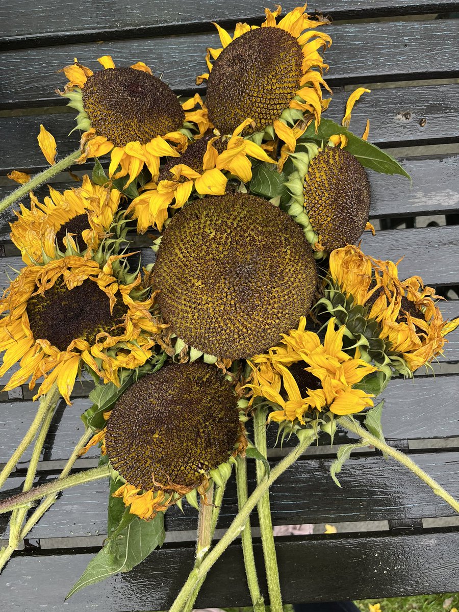 growingwithliv's tweet photo. Sadly didn’t get down to the allotment today to begin the almighty clear up due to the weather and my awful cold still sticking around - I did get into the garden to cut down these sunflower heads for drying for seeds though 🌻#GardeningTwitter https://t.co/LioFiRqwwk