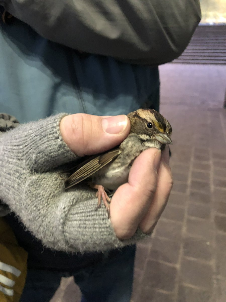 LightsOutBalt's tweet photo. This final push of fall migration brought an extremely high volume of activity in #CharmCity : 26 dead and 5 injured birds were found today by volunteers @aaron_fool &amp; Nick over 4-1/2 hours of monitoring. Thanks to Betsy for driving the rescues to @phoenixcenter #turnthelightsout https://t.co/RLdyJuVUkS