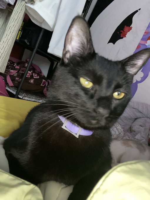 This is Harlot https://t.co/Wy6UisYW9w