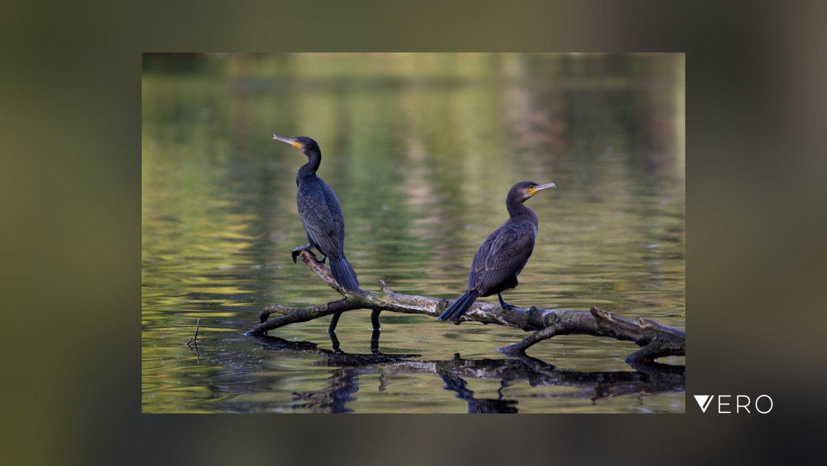 #Bird #Nature #cormarants at Wanstead Park, #London vero.co/krisr/92-sJBPJ…