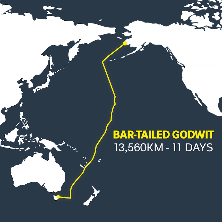 holaivanvega's tweet image. Una aguja colipinta (Limosa lapponica) ha batido el récord de vuelo de larga distancia, recorriendo unos 13500km, entre Alaska y Tasmania, sin paradas durante 11 días. (1 de 3)👇🏻