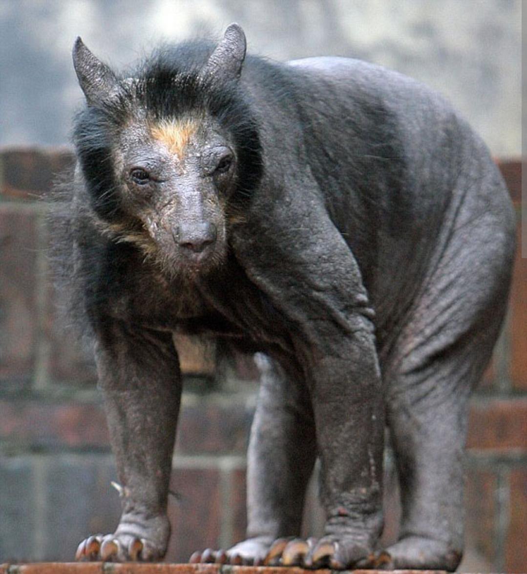 Leipzig, Almanya'da bulunan bir hayvanat bahçesinde yaşayan tüysüz ayı 'dolores'.