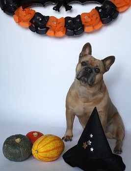 bullysmagazine's tweet image. Is your bully breed Halloween ready? Read all about new autumn arrivals in our Bully's The Bulldog Magazine Fall Issue! Get your subscription now at: pocketmags.com/ca/bullys-the-…

#bullysthebulldogmagazine #fallissue #bullybreeds #dogs #pets #halloween