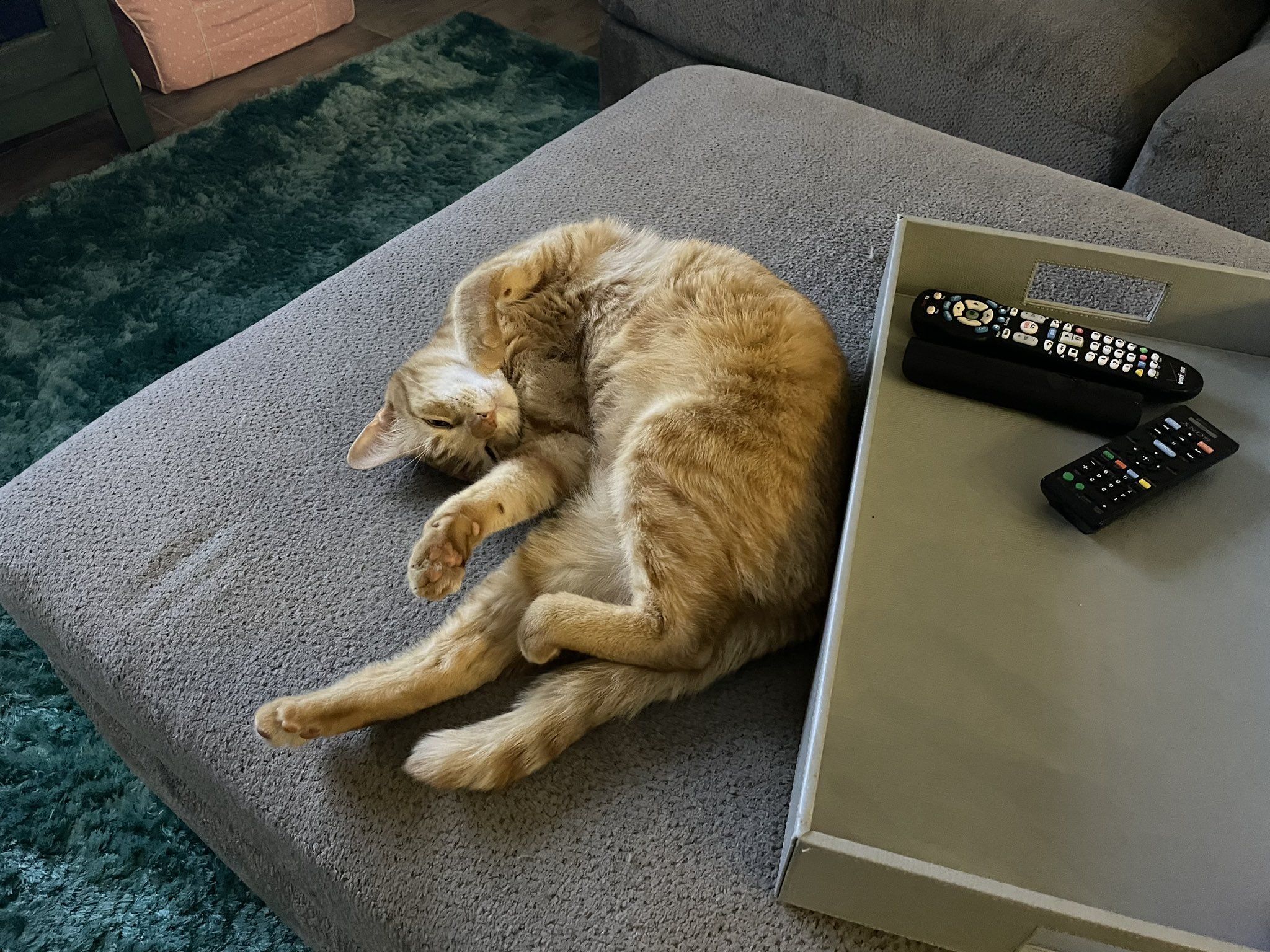Evan Axelbank Fox13 on Twitter "Happy NationalCatDay JFKitten