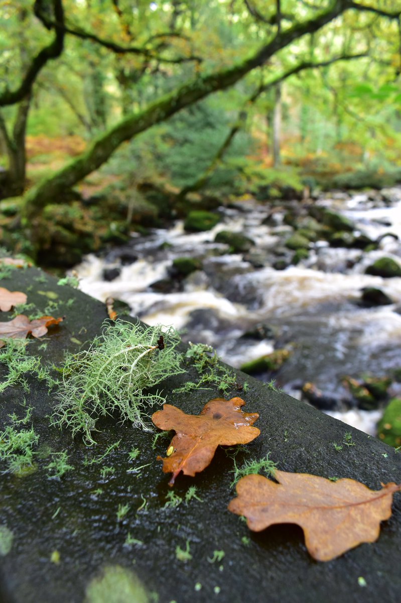 Lichen and oak leaf on the bridge at Shaugh Prior woods this week #Dartmoor #Devon