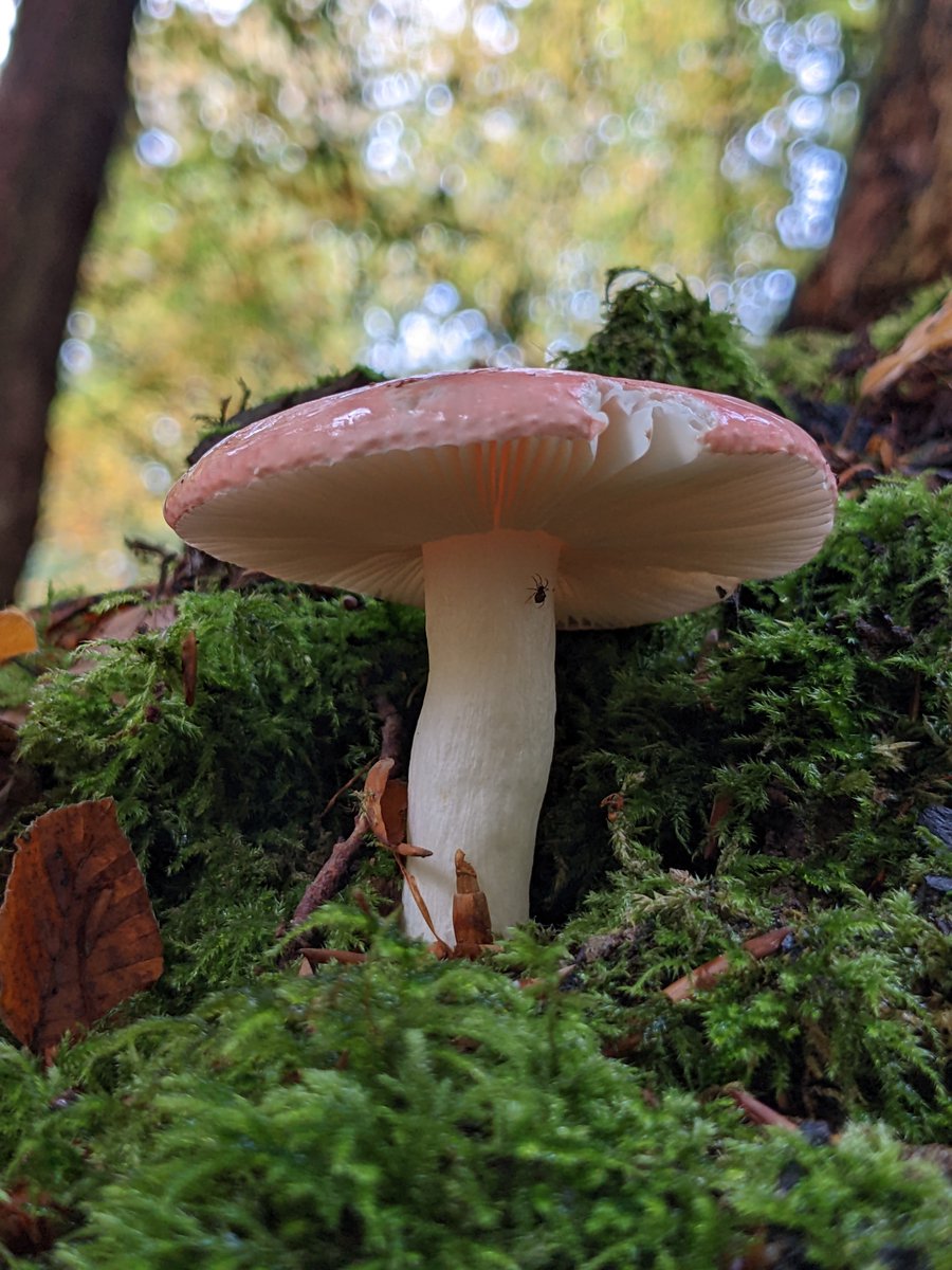 Great Lakes Fungi 🍄 on Twitter: