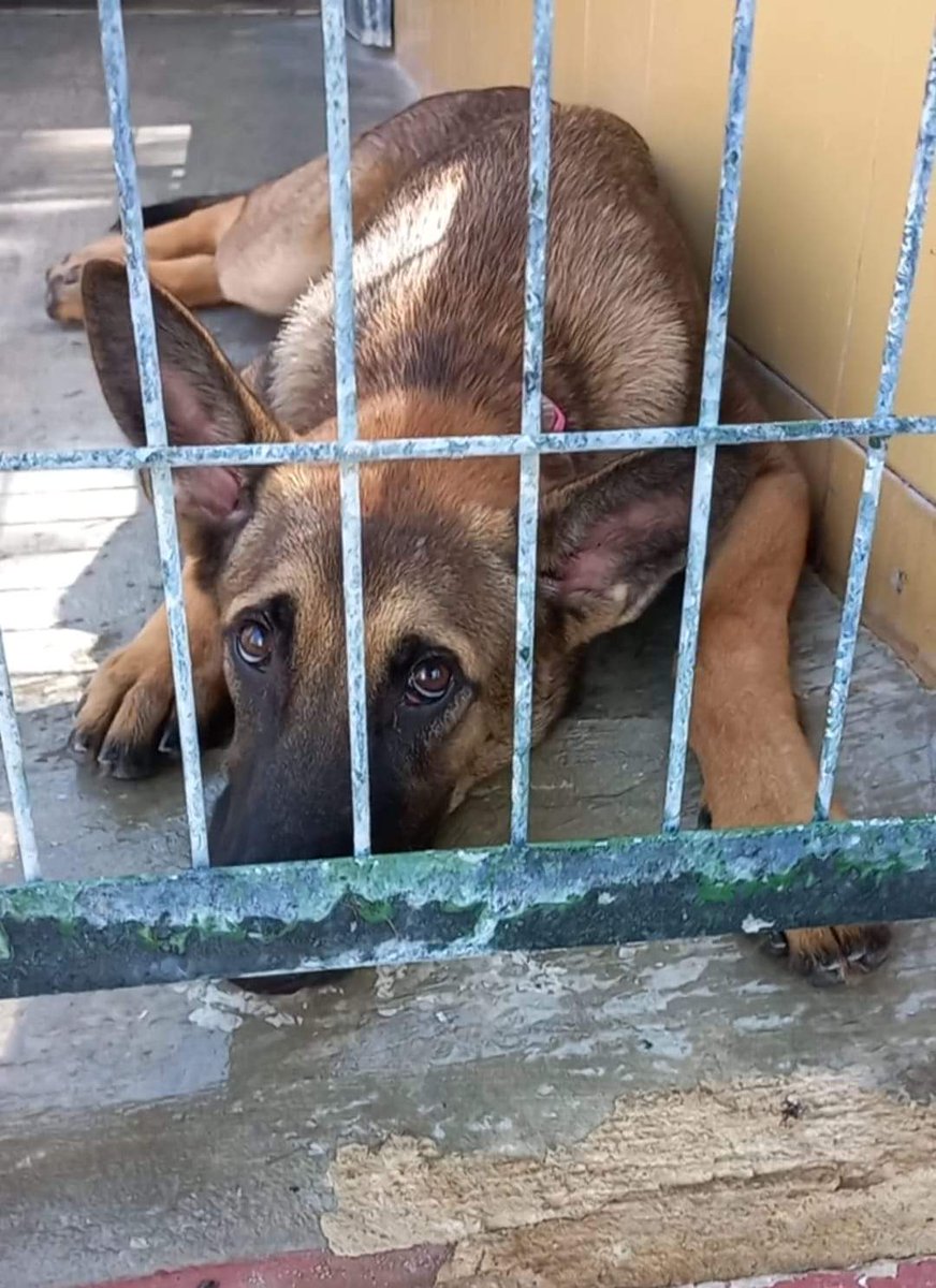 SilviaMylo's tweet photo. A Maggy la han dejado en la perrera, tiene solo un añito y ya le han roto el corazón 💔
La tristeza en esos ojos inocentes con ese brillo de lágrimas 😢
Perrera de Jerez
652 22 11 78
699 73 13 30
😭 🆘 📢 📢 📢 📢 📢 https://t.co/13588PYHvl