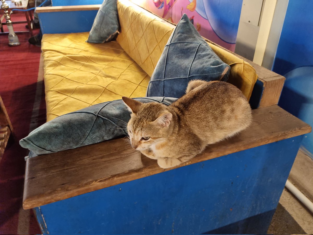 A cool, well fed street cat watching the floor show -- an athletic whirling dervish in Sharm el Sheikh.