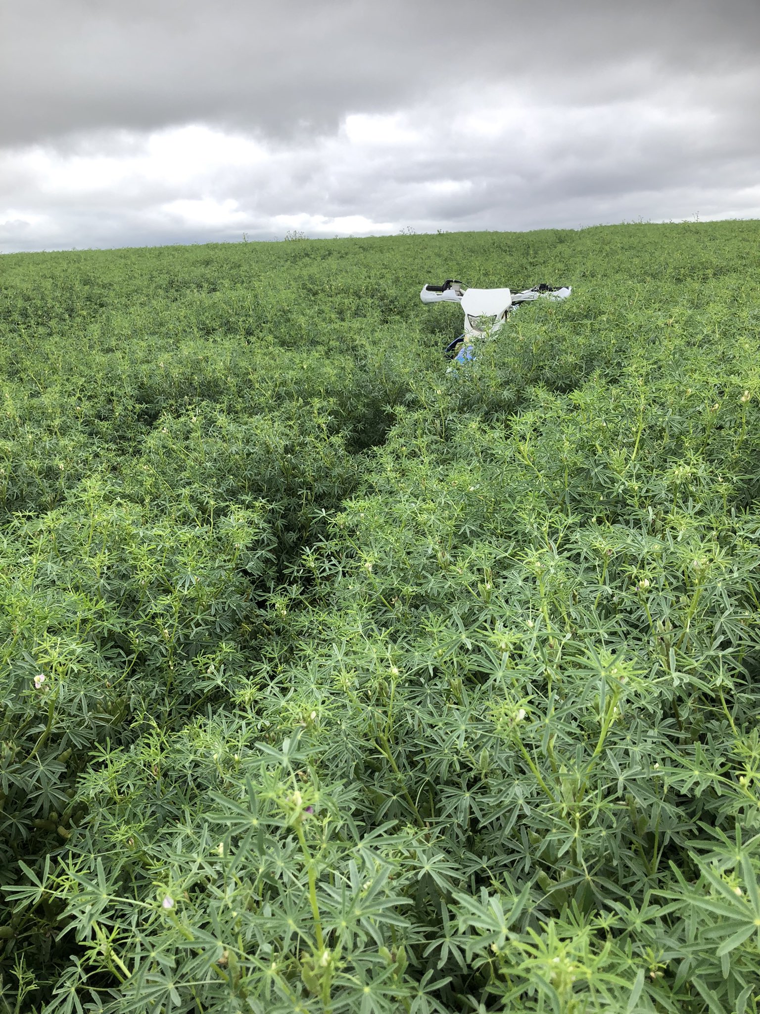 John Goodwin on Twitter "Lentils have lost the battle, but I enjoyed