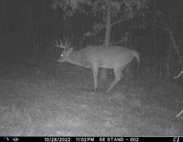 cppottier's tweet photo. First daylight pic of one of our shooters in almost 2 months. Ole Butterbean, a 6.5-7.5 year old brute, strolling down kill alley! Can’t wait for my hunt vacation to start on Tuesday! https://t.co/pOD1kEUbtt