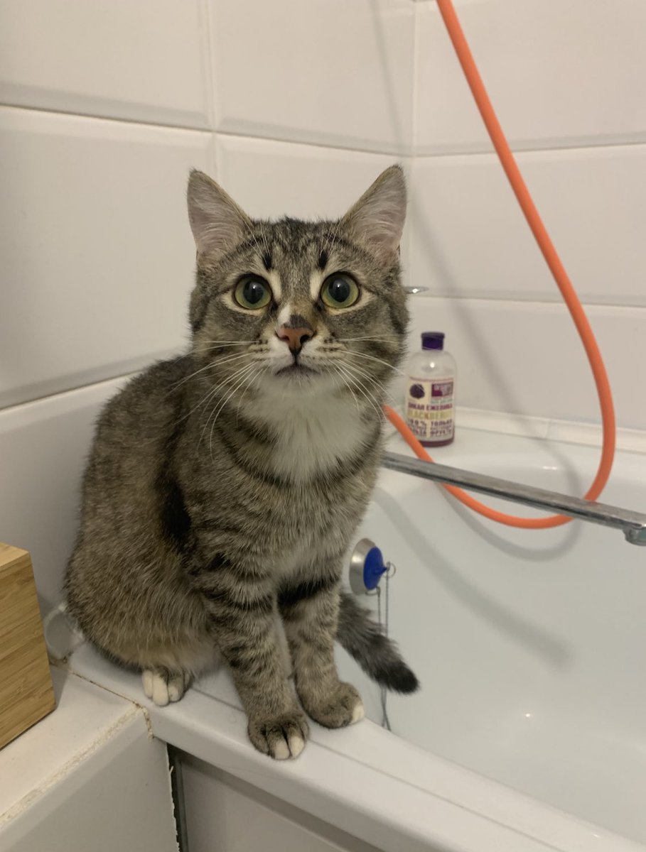 goldsemommy_'s tweet photo. Срочно! Нужна помощь.

Нужен человек, который летит в ближайшую неделю-две из Москвы в Тбилиси и готов взять с собой моего кота Шарика.

Ретвит приветствуется. https://t.co/iq42fYzfeW