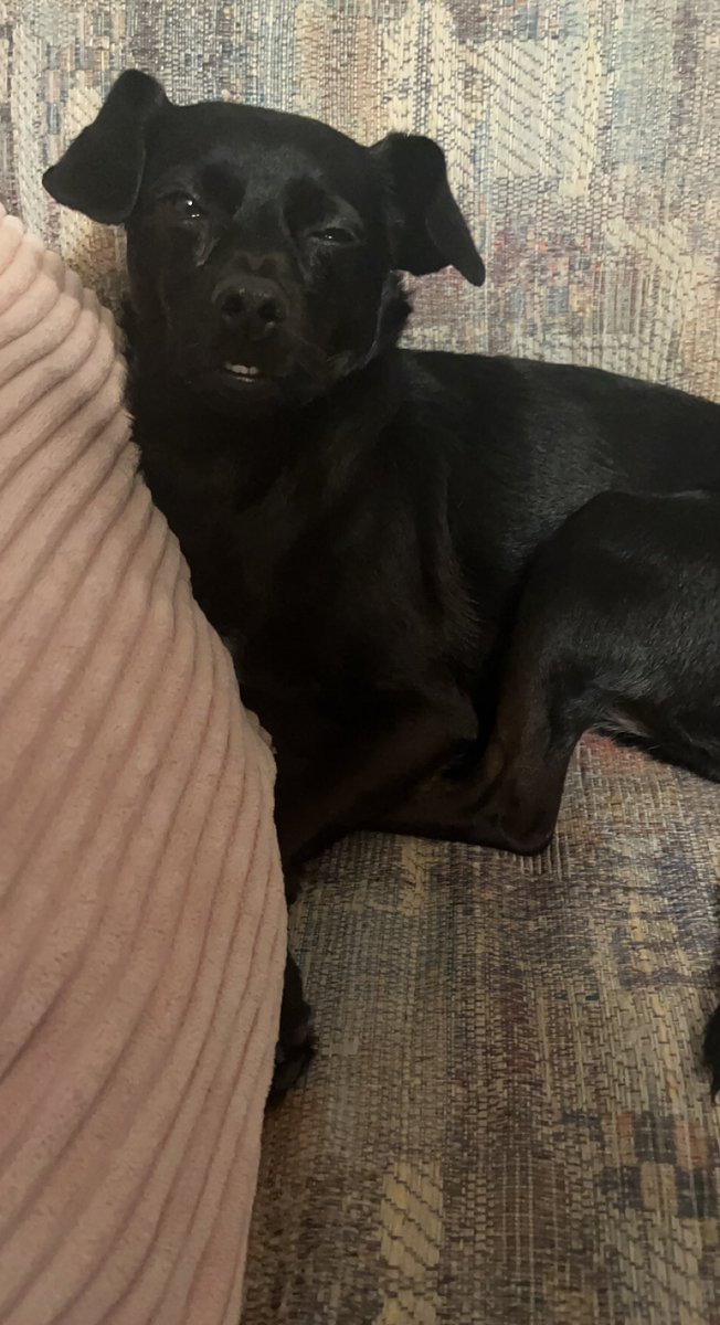 Meg Spring (@megwritesokay) on Twitter photo Really sad that a supervillain who wants to take over outer space bought this hellsite, but here is my very inebriated dog after a dental cleaning Really sad that a supervillain who wants to take over outer space bought this hellsite, but here is my very inebriated dog after a dental cleaning