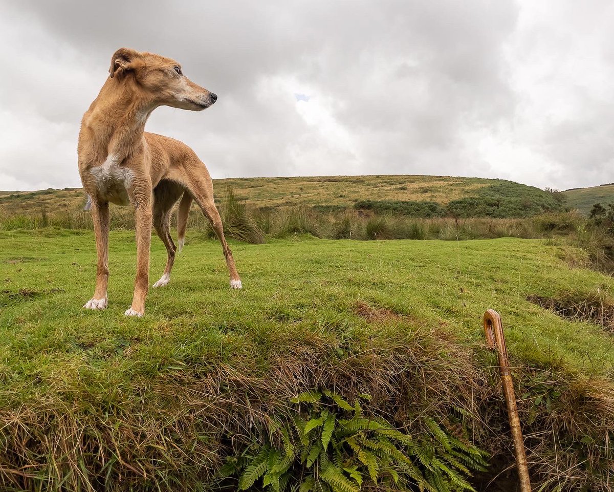 lurcherwork's tweet image. #lurcher #workingdogs #runningdogs #merle #kelpiecross