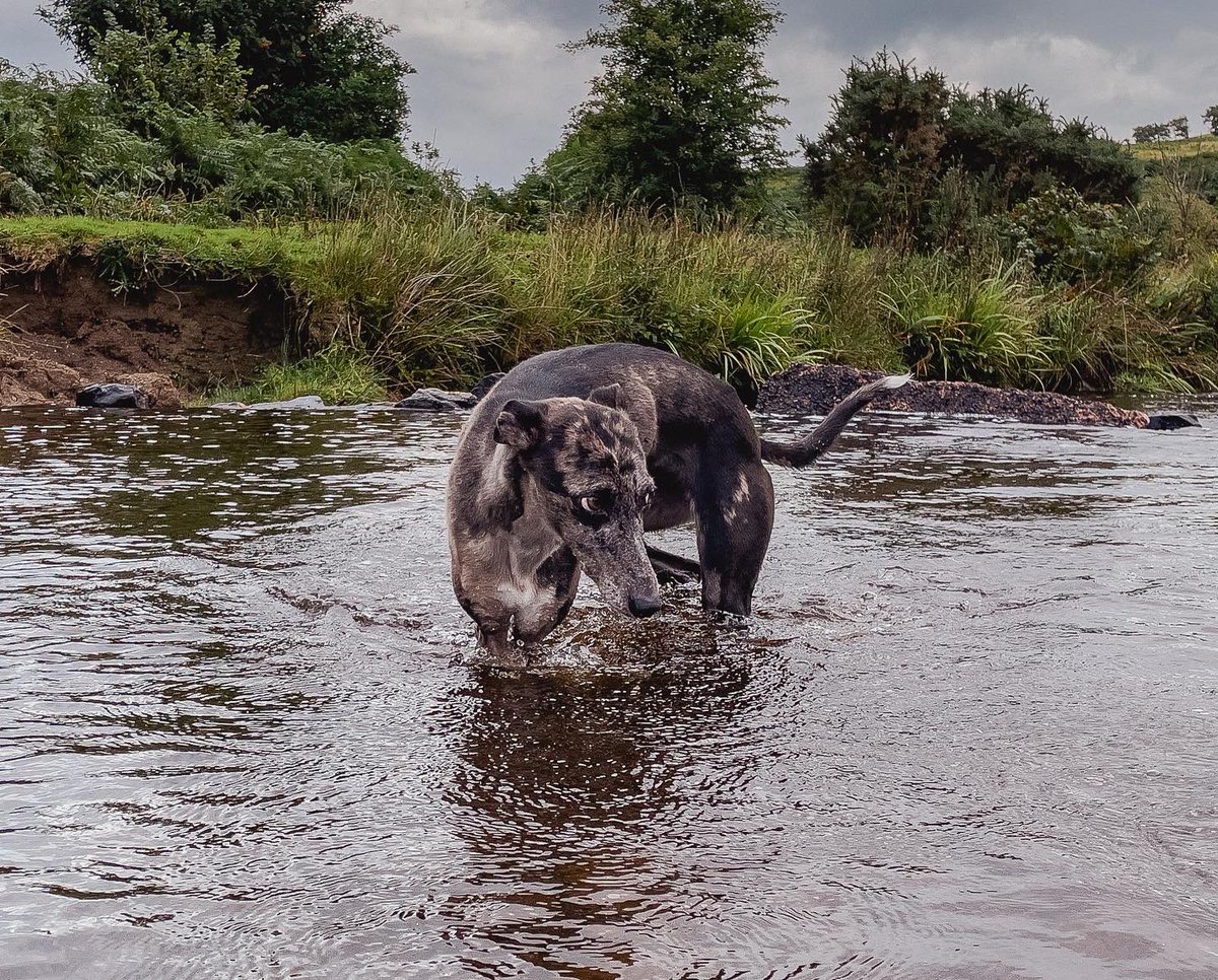 lurcherwork's tweet image. #lurcher #workingdogs #runningdogs #merle #kelpiecross