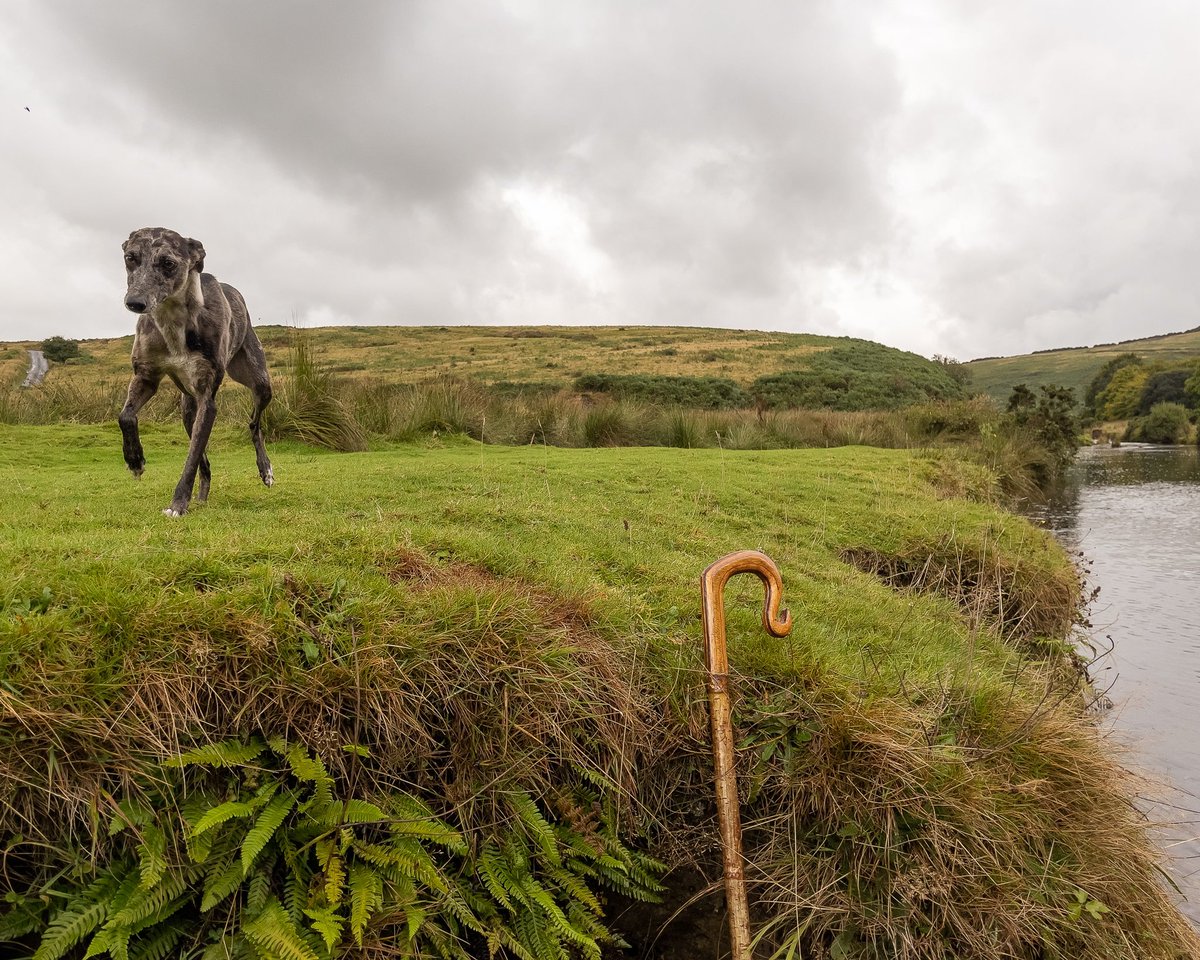 lurcherwork's tweet image. #lurcher #workingdogs #runningdogs #merle #kelpiecross