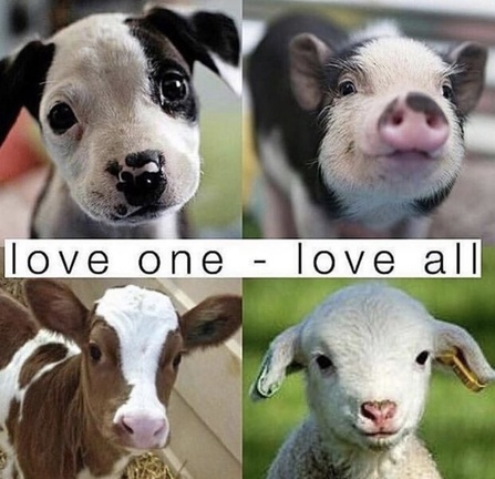 veganfuture's tweet photo. https://t.co/hTBRGgpKJk