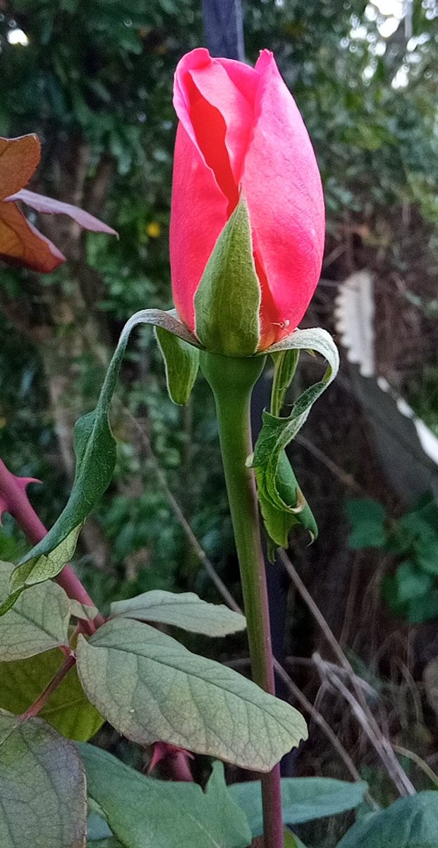 Last rose of the season my mom's favourite 🌹💔