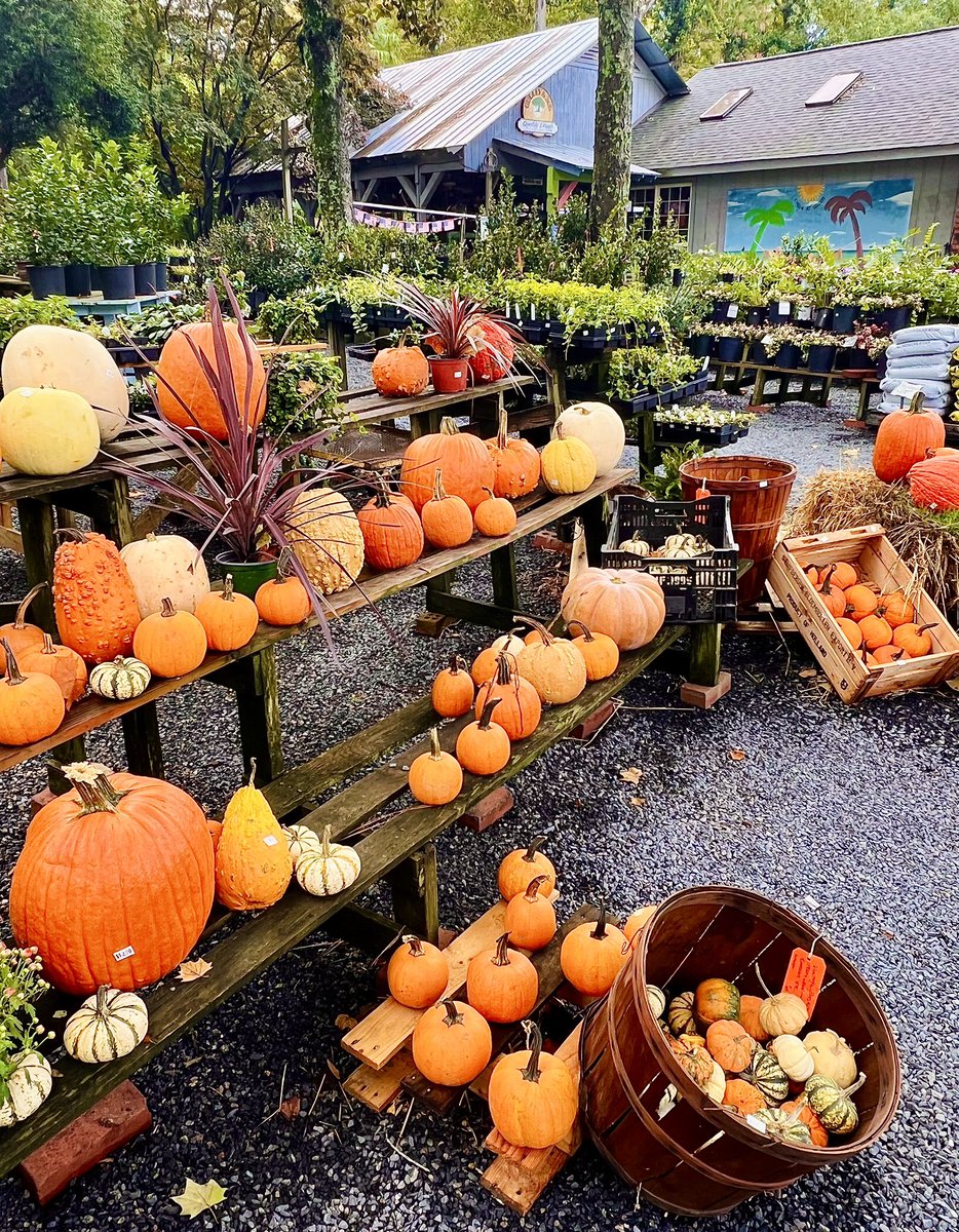Gulley's Garden Center🌳🎃
Photo By: Joseph Hill🙂📸

gulleysgardencenter.com

#GulleysGardenCenter🌳🎃 #gardencenter #pumpkins🎃 #Autumn #AutumnVibes #SouthernPinesNC #October
