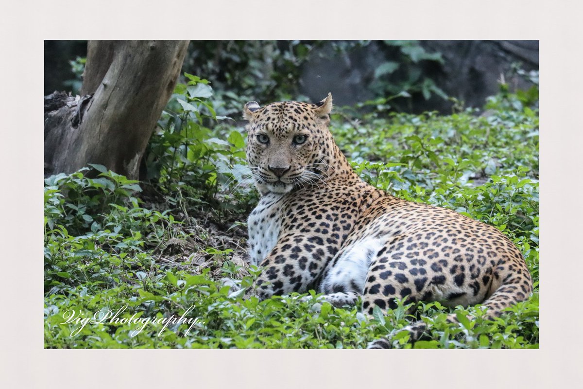 Ferocious calm.. 
Indian leopard 🐆 

#VigPhotography 
#Leopard #IndianLeopard #Tiger #Wildlife #Animal #WildAnimal #Forest #WildlifeSanctuary #Parks #Zoo #Picoftheday #Paisavasool #Ferocious #Calm #Eyes #Wildlifediaries 
#WildlifePhotography #AnimalPhotography #Pune #India
