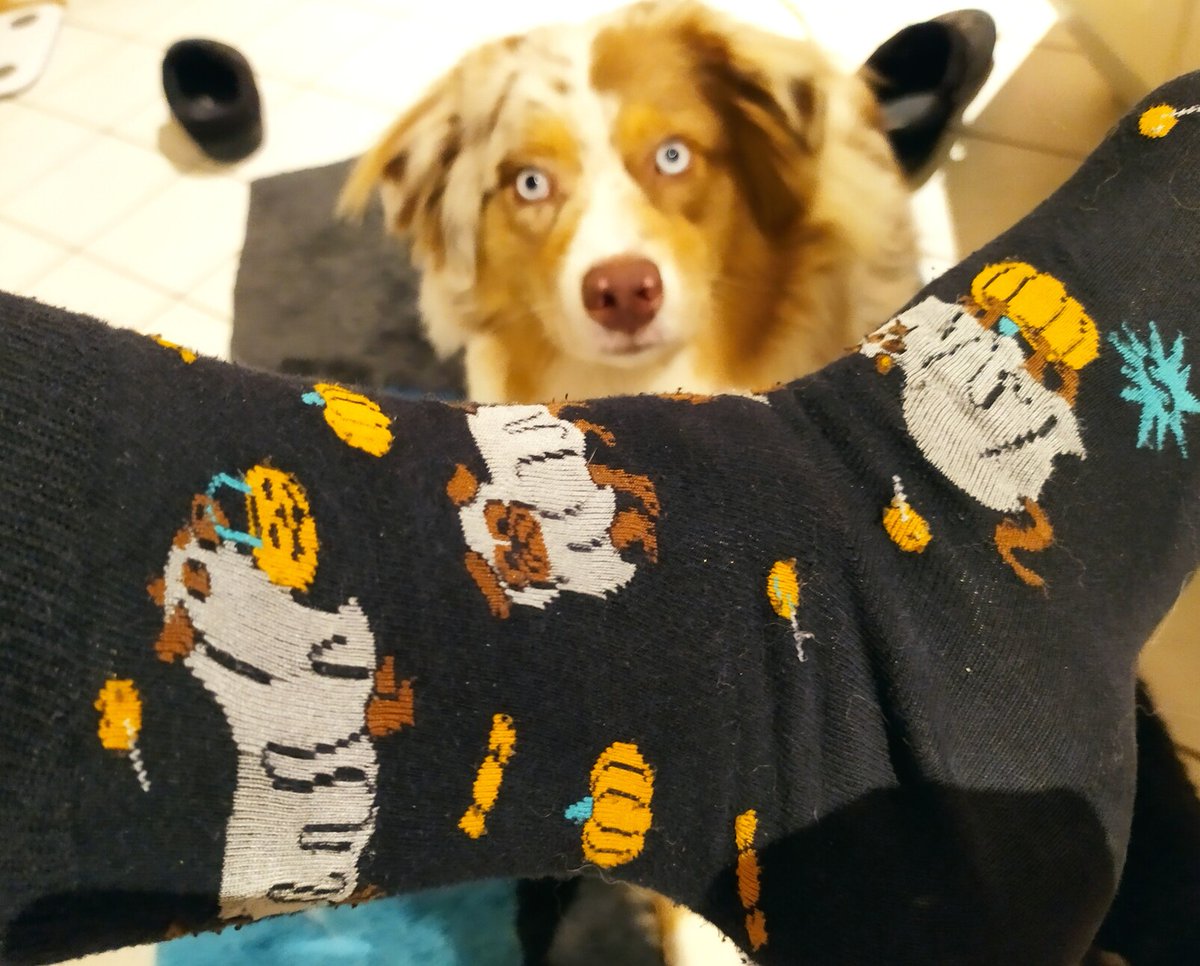 Mit den passenden Socken auf die gruselige Jahreszeit eingestimmt. (Dog not included)