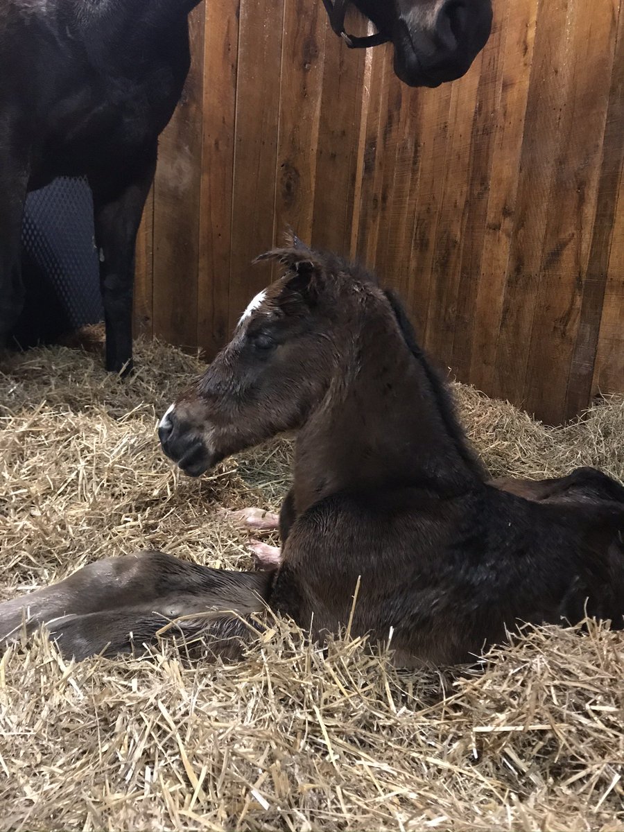 foxonthe_run_'s tweet photo. @DRFLivingston @keenelandracing @PletcherRacing He’s much bigger than I remember him ❤️ https://t.co/4JrcH4f8Nv