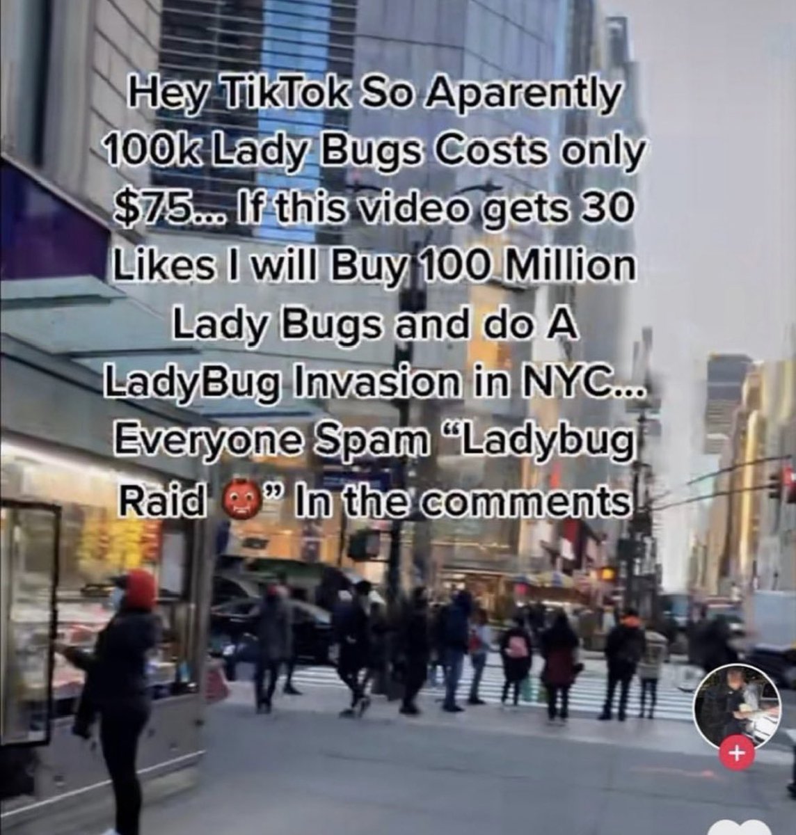 InternetH0F's tweet photo. the tiktok ladybug fiasco https://t.co/TJrtLyLho5