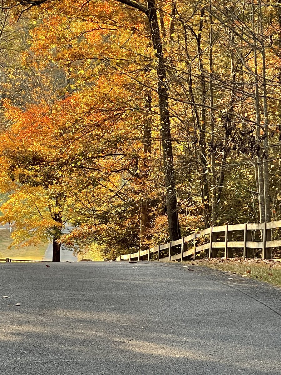LouisLlpbowen's tweet image. For all the leaf lookers out there, this is my yard.