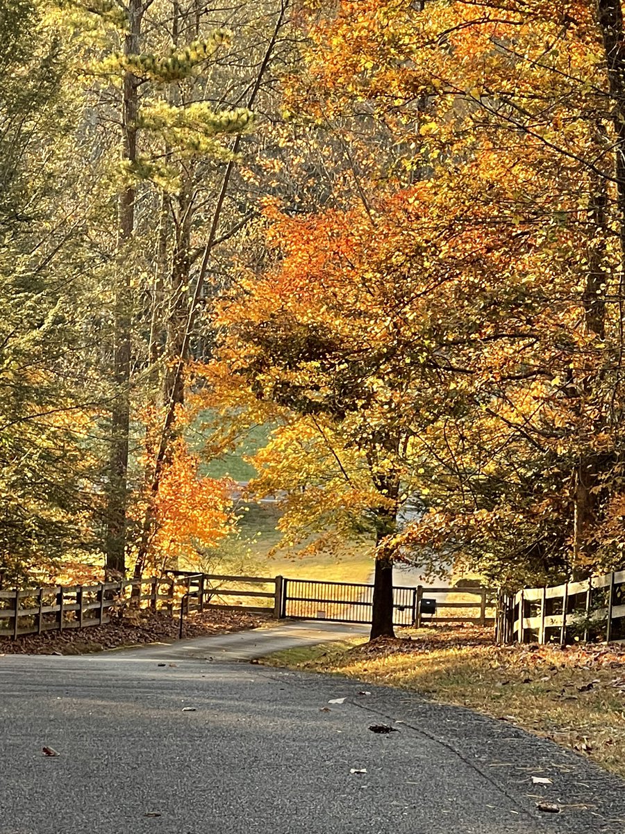 LouisLlpbowen's tweet image. For all the leaf lookers out there, this is my yard.