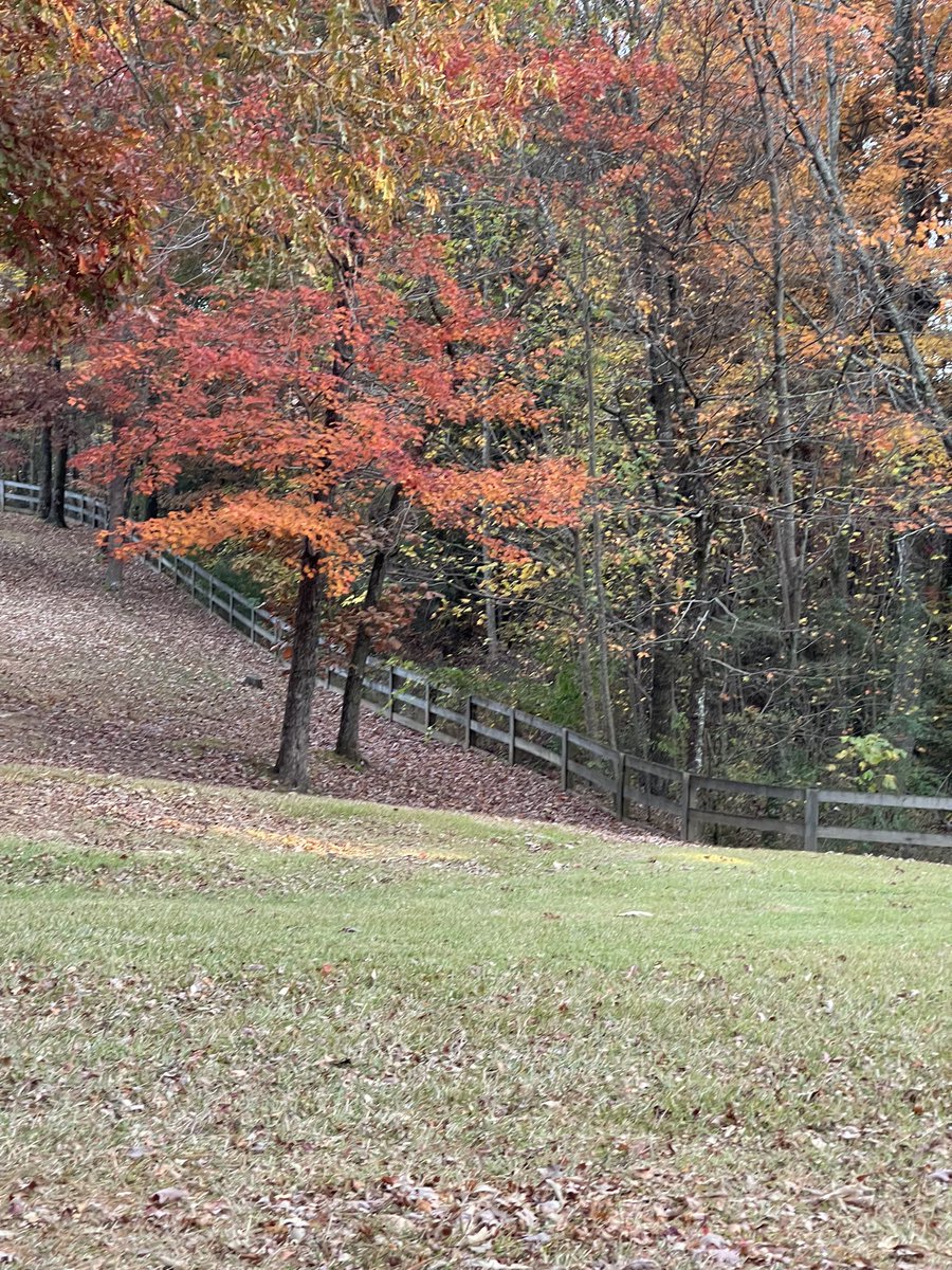 LouisLlpbowen's tweet image. For all the leaf lookers out there, this is my yard.
