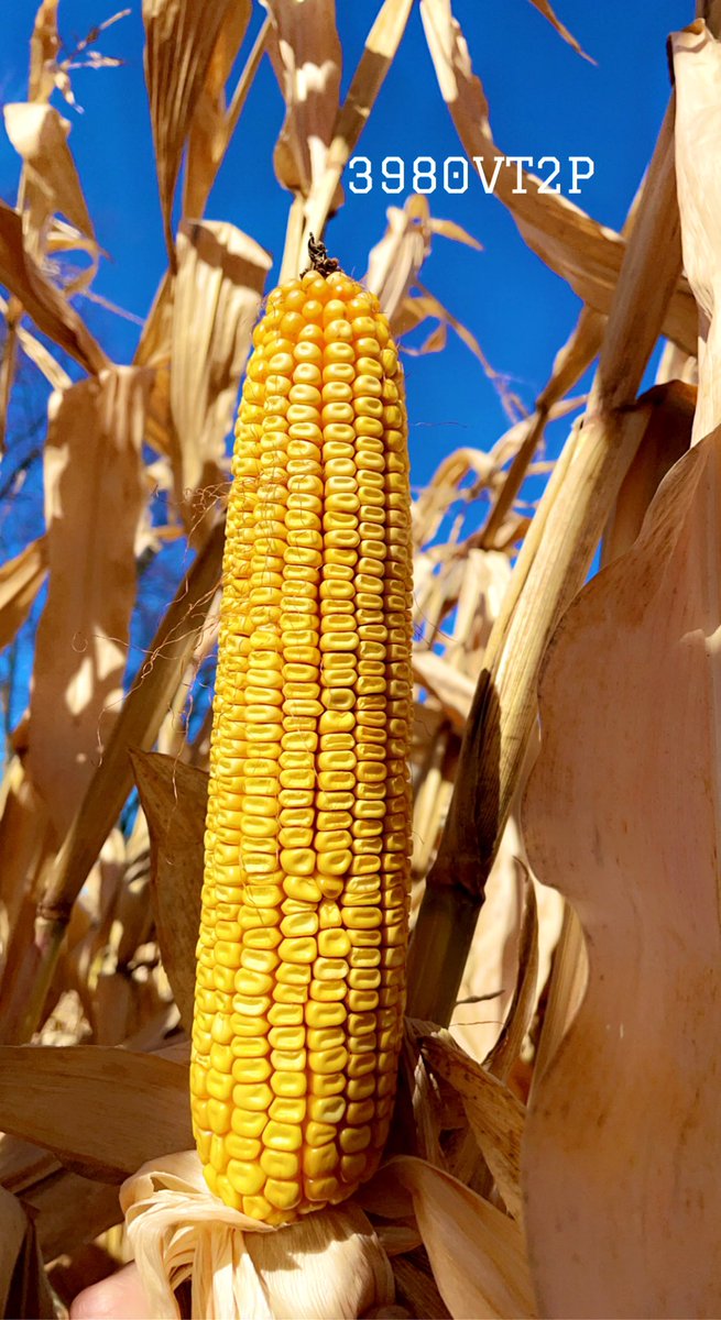 Kaitland VanderSpek CCA-ON tweet media