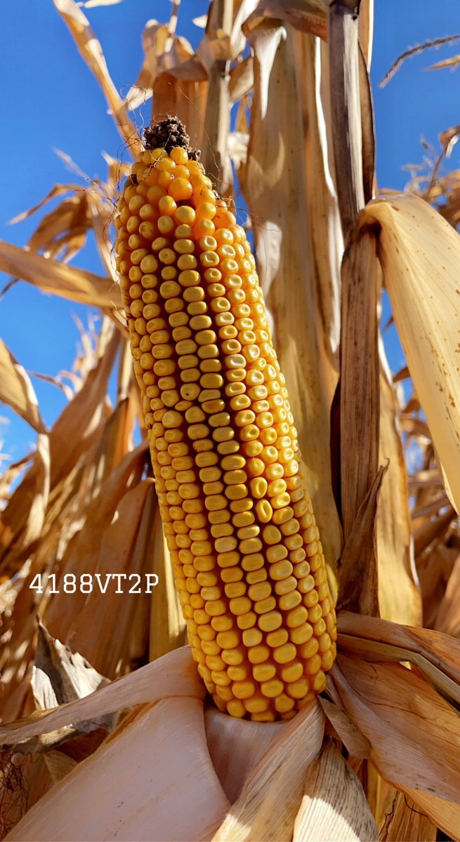 Kaitland VanderSpek CCA-ON tweet media