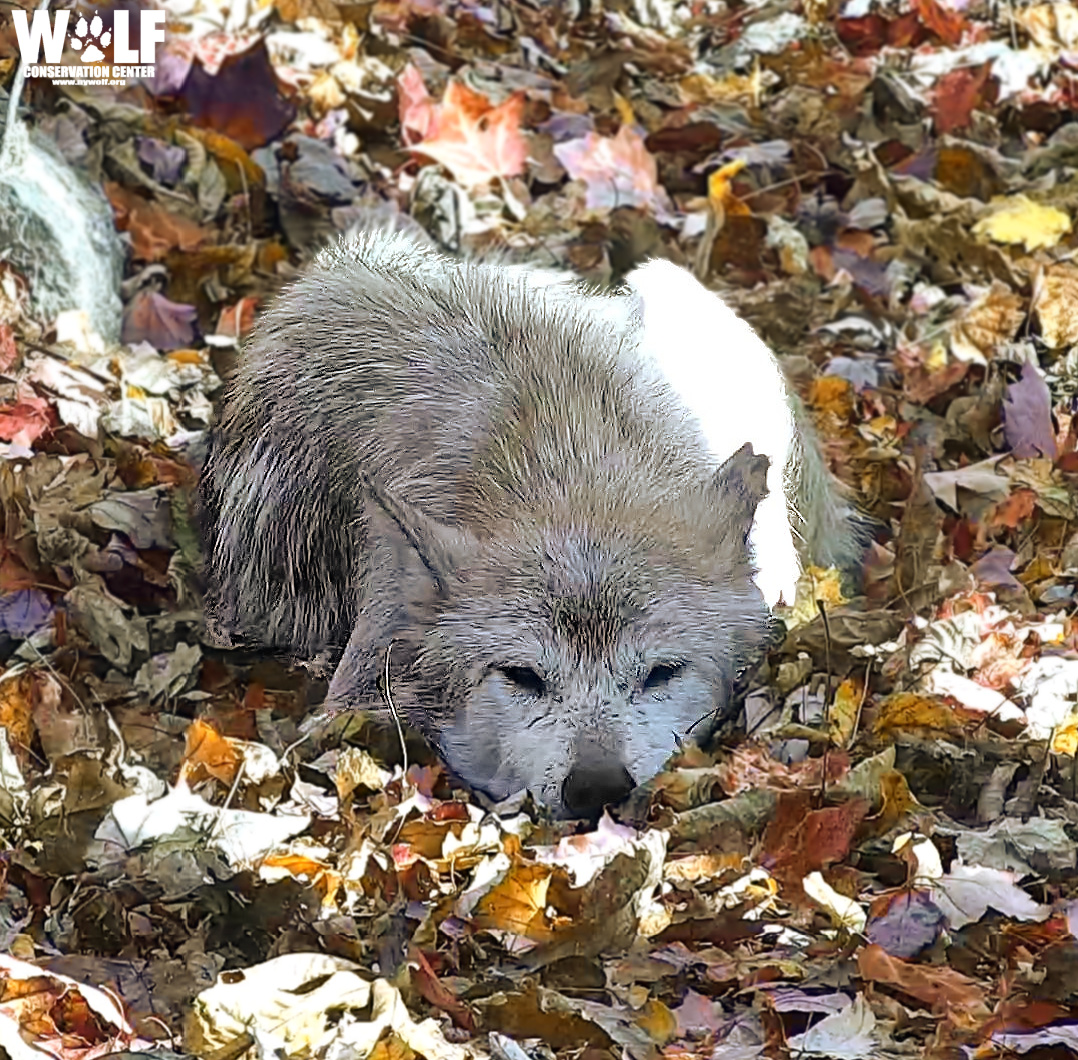 Have you met Rosa? 🐺 Beyond being beautiful, this 14-year-old Mexican gray wolf is the fiercely protective matriarch of her endangered family. She's intelligent, she's loving, and she's a wonderful role model. Join Rosa + her daughters now on #Twitch: twitch.tv/wolfconservati…