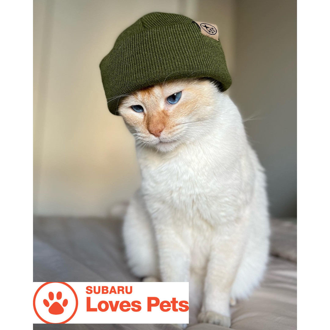 Beardmore Subaru tweet media