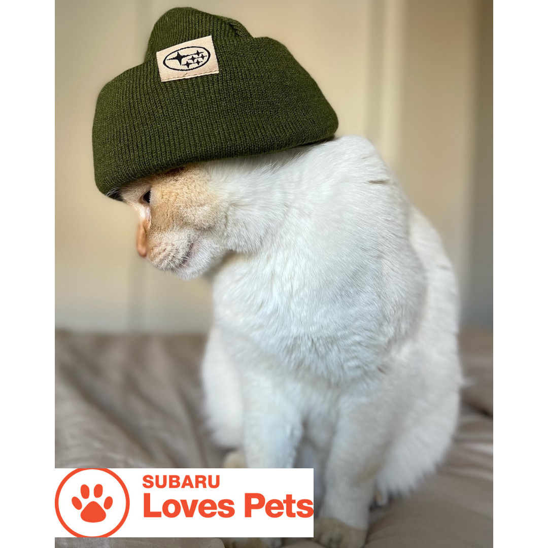 Beardmore Subaru tweet media