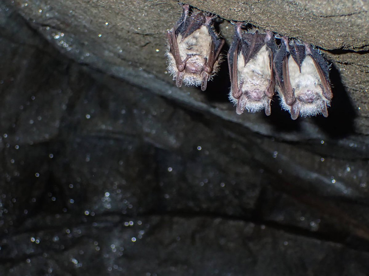 Does #batweek have you batty over bats? 

We aren't the only ones working to help bats. Across the world, individuals and landowners are doing their part to help preserve these incredible critters. Feeling inspired? Here's how you can take action: ow.ly/f0Q150LnQHF