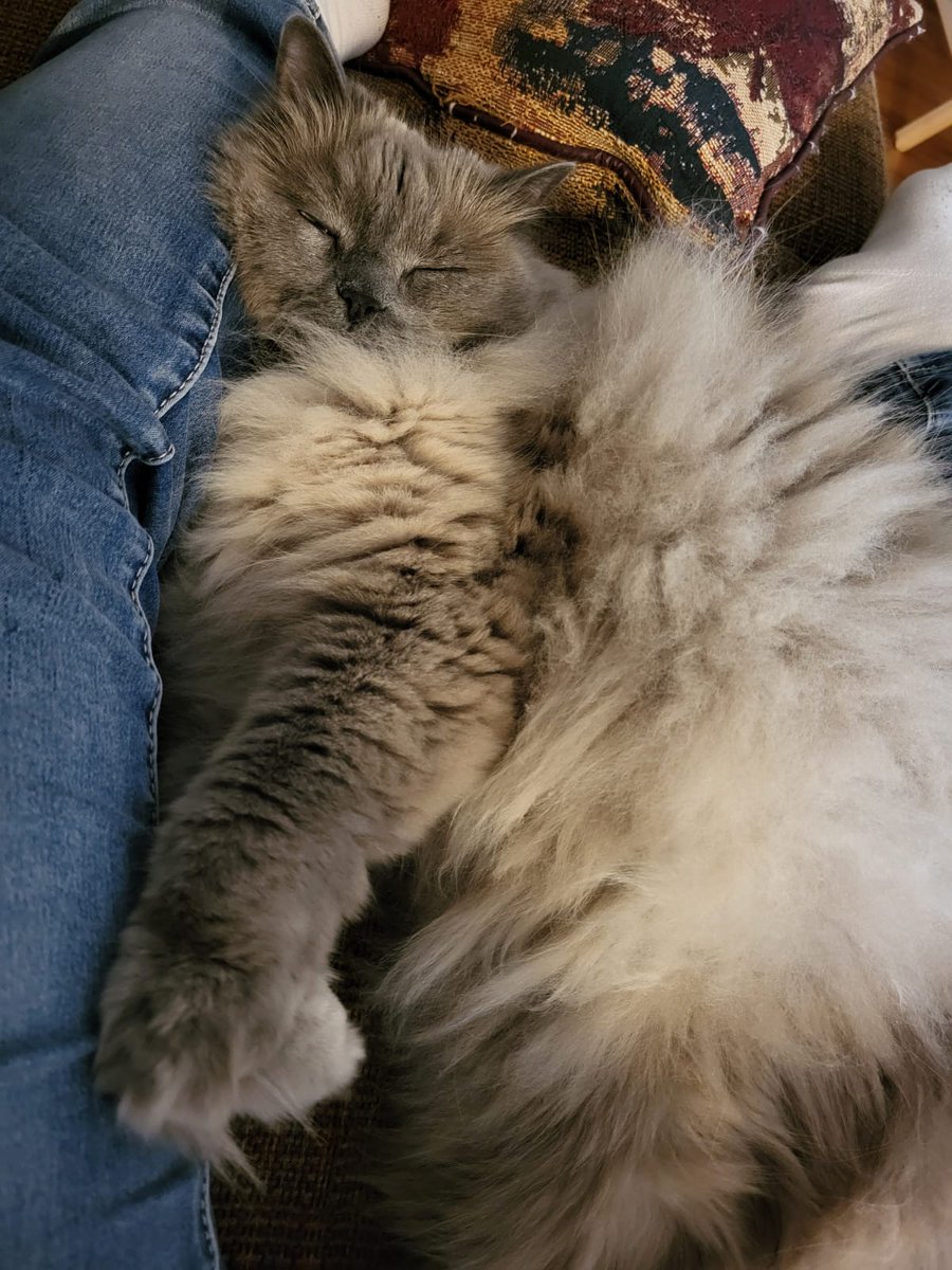 Day 3 of Twitter intro. My familiar's name is Luna. She's pretty good at persuasion, but terrible in combat encounters.