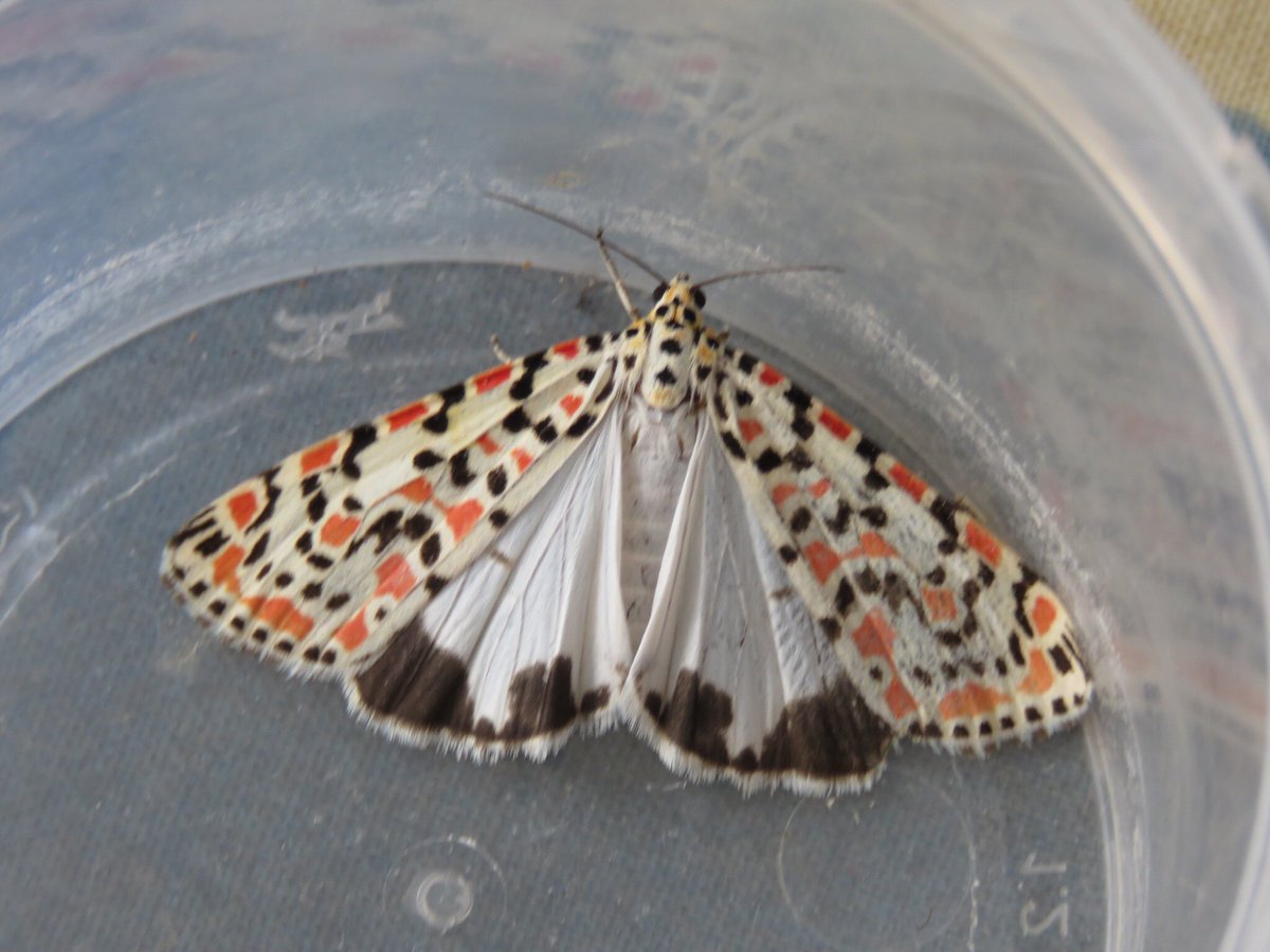 A remarkable day for Crimson Speckled with a final daytime total of 12 individuals found in the Obs area. Note we had 6 traps running last night but we didn’t catch any this way. Maybe they are not keen on coming to light. Will be interesting to see what happens tonight.