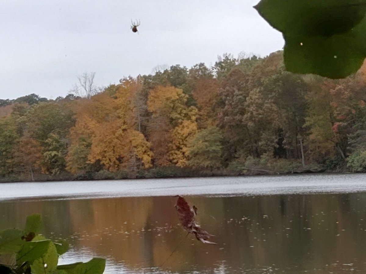 ISuckAtTrading's tweet image. You ever think about spiders in the fall? They build a web to catch some lunch and a freaking leaf falls into it instead? They must hate that.

That leaf.... It is the losing contract you are holding onto.. Let it go... Time to cut that loser.  #TraderThoughts